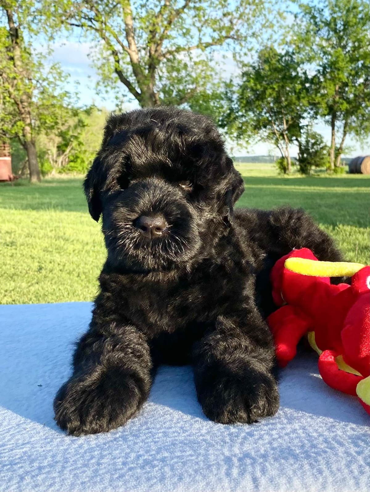 Black Russian Terrier Puppies breeder image 1