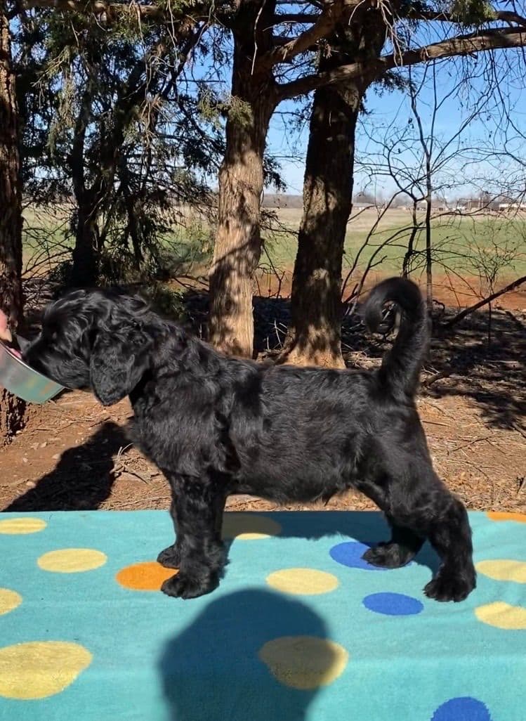 Black Russian Terrier Puppies breeder image 22
