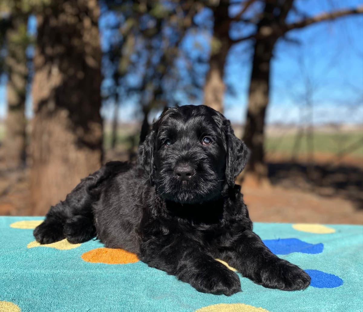 Black Russian Terrier Puppies breeder image 23