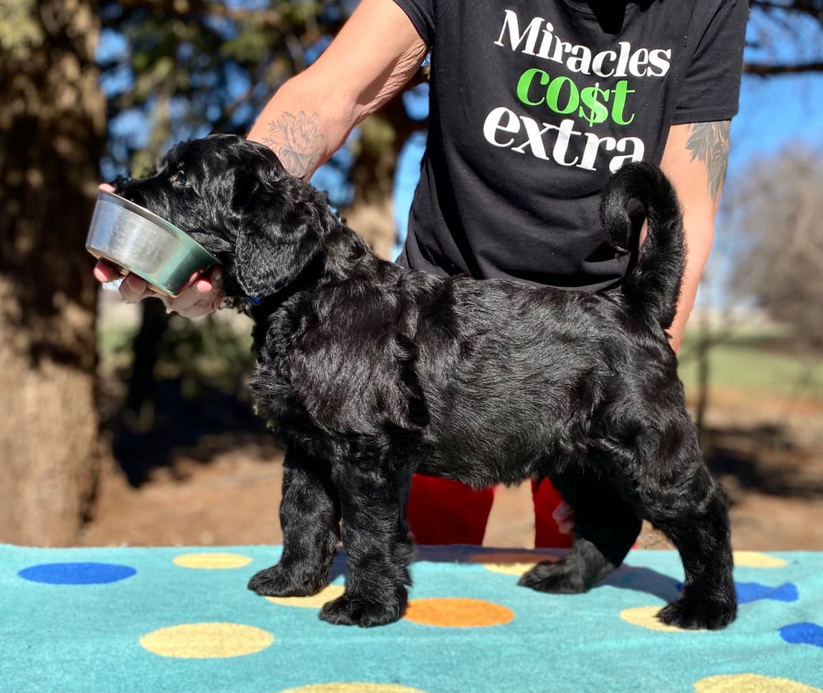 Black Russian Terrier Puppies breeder image 25