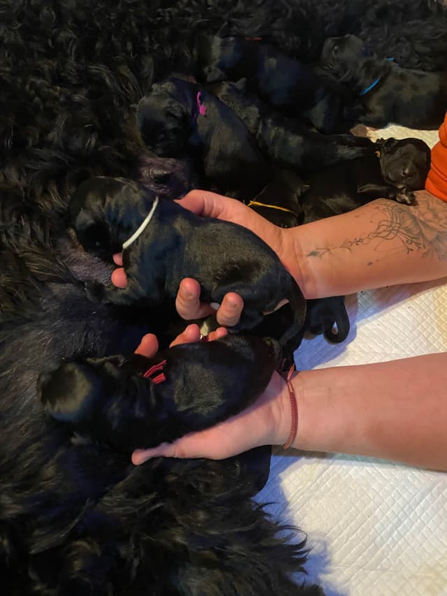 Black Russian Terrier Puppies media 6