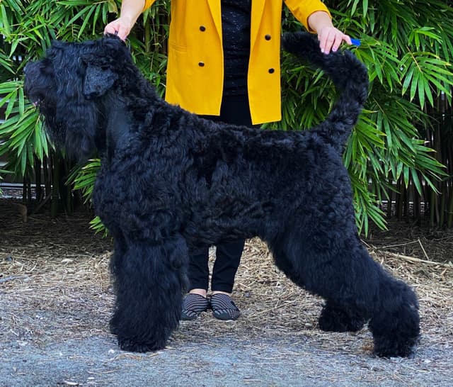 Black Russian Terrier Puppies media 7