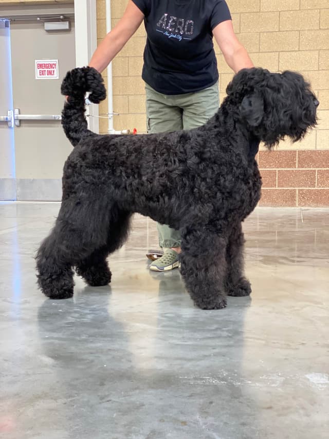 Black Russian Terrier Puppies media 8