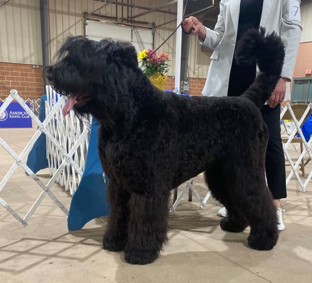 Black Russian Terrier Puppies media 9
