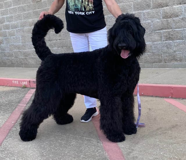 Black Russian Terrier Puppies media 10