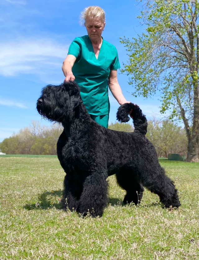 Black Russian Terrier Puppies media 11