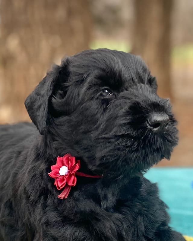 Black Russian Terrier Puppies media 13