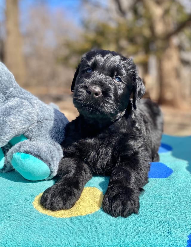Black Russian Terrier Puppies media 14