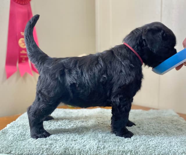 Black Russian Terrier Puppies media 15