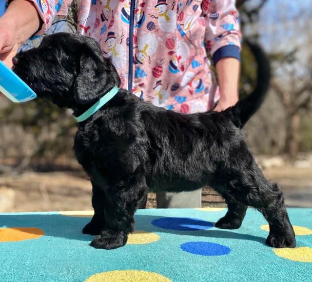 Black Russian Terrier Puppies media 16
