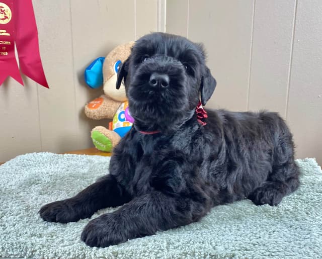 Black Russian Terrier Puppies media 18
