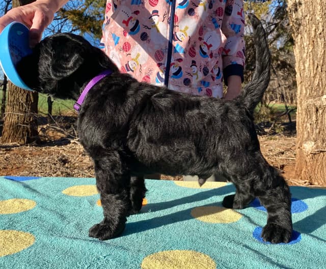 Black Russian Terrier Puppies media 5
