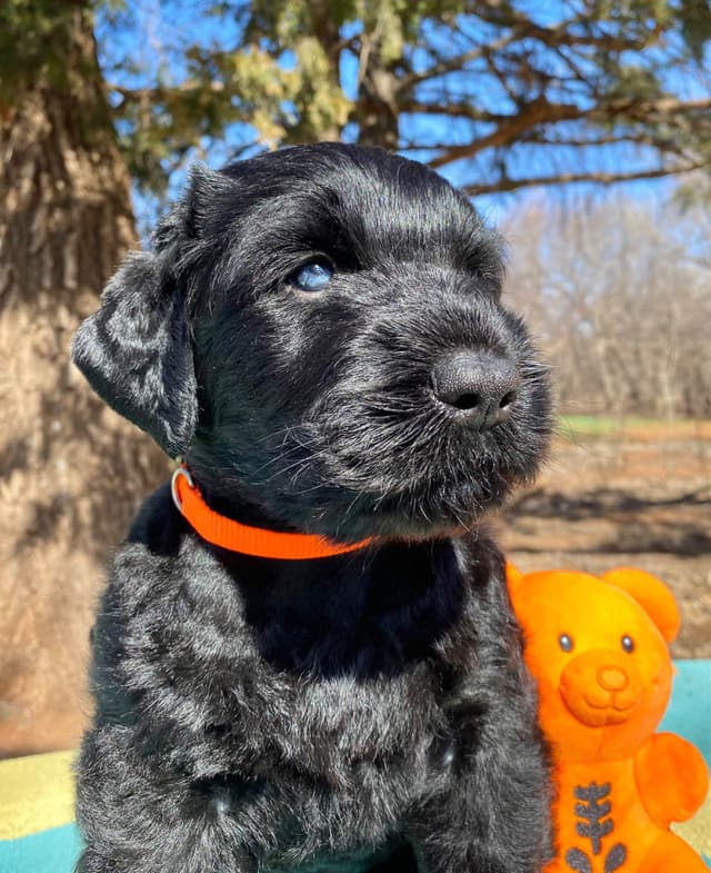 Black Russian Terrier Puppies media 17