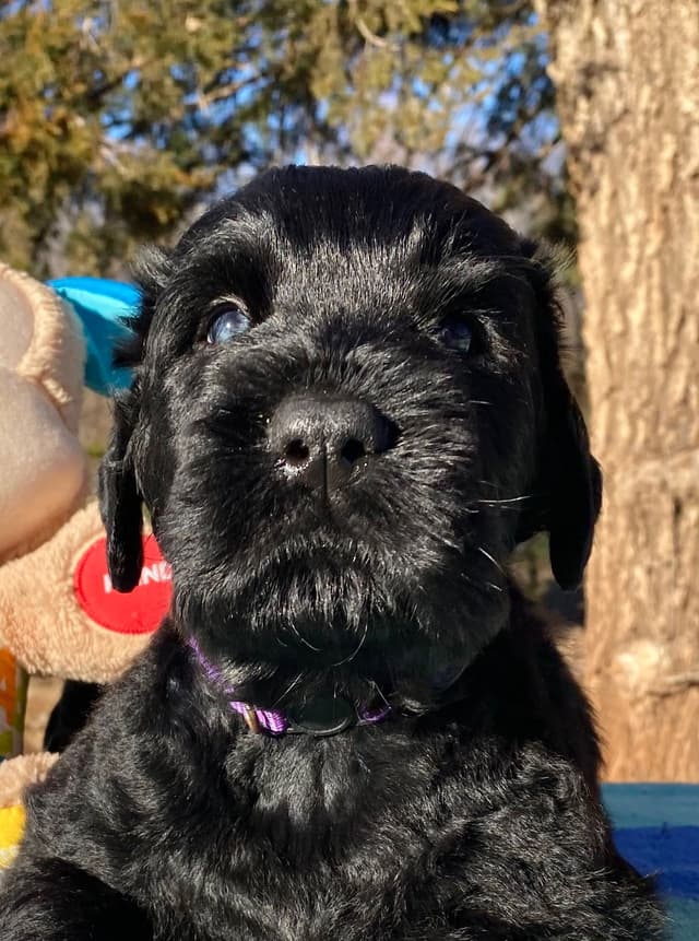Black Russian Terrier Puppies media 19