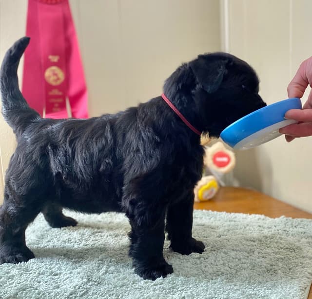 Black Russian Terrier Puppies media 20