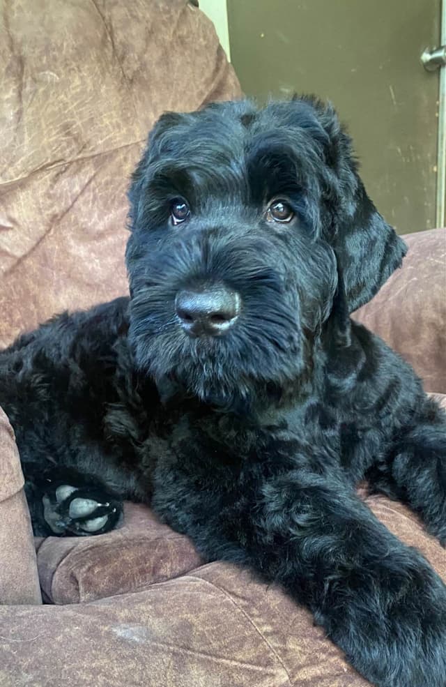 Black Russian Terrier Puppies media 21