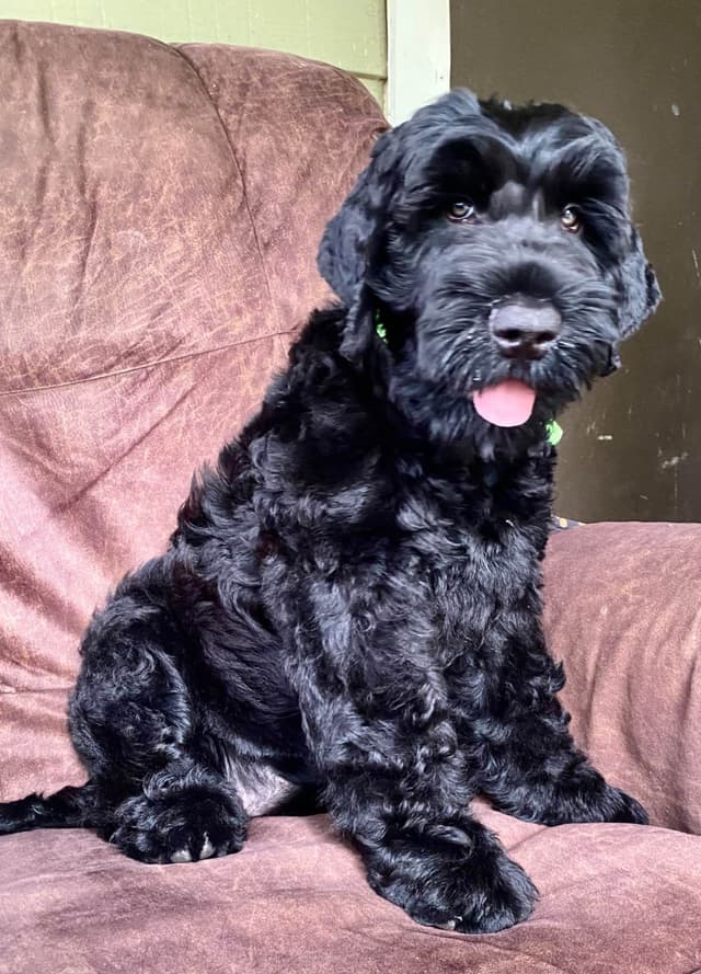 Black Russian Terrier Puppies media 2