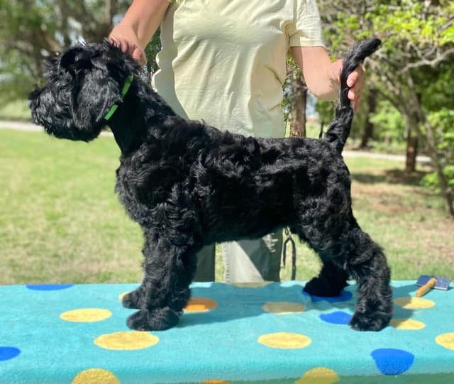 Black Russian Terrier Puppies media 22