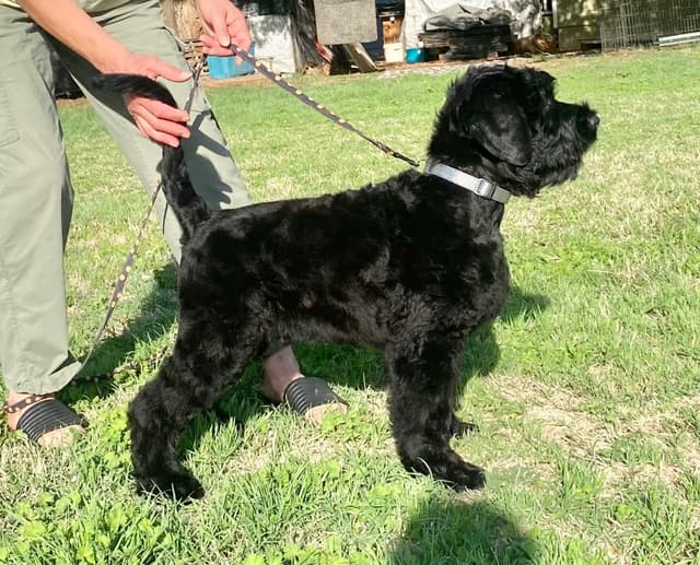 Black Russian Terrier Puppies media 4