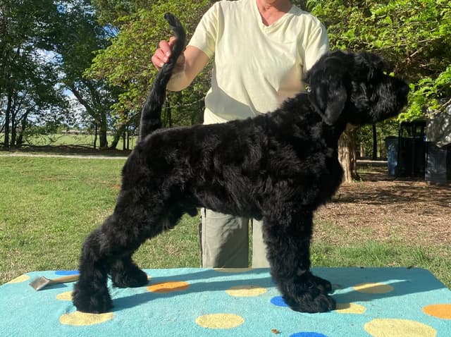 Black Russian Terrier Puppies media 23