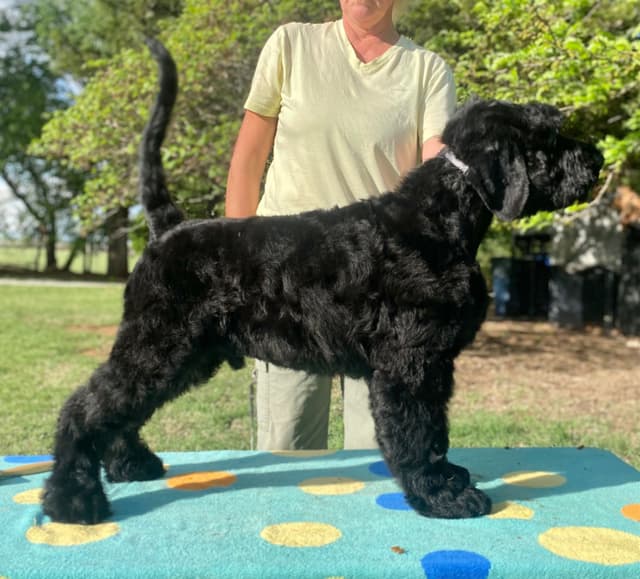 Black Russian Terrier Puppies media 24