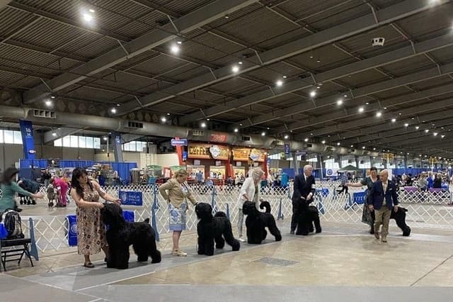 Black Russian Terrier Puppies media 26