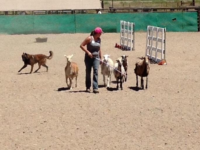 Belgian Malinois Puppies breeder image 2