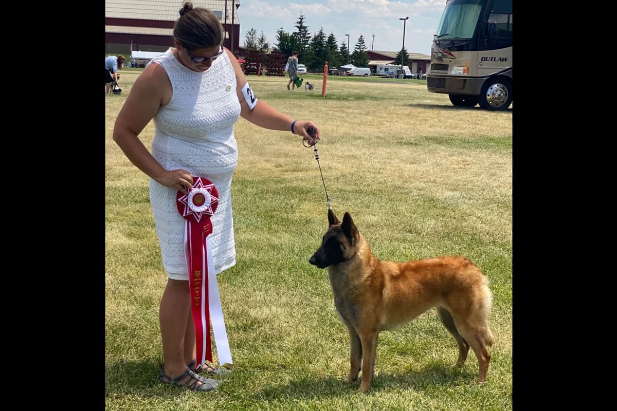 Belgian Malinois Puppies breeder image 4