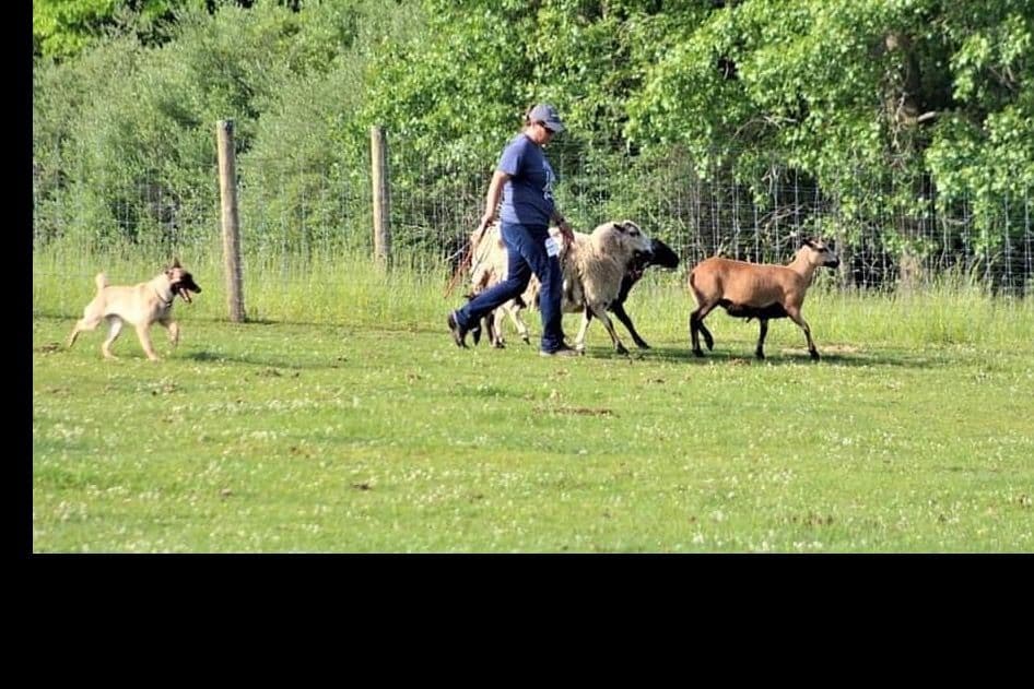 Belgian Malinois Puppies breeder image 5