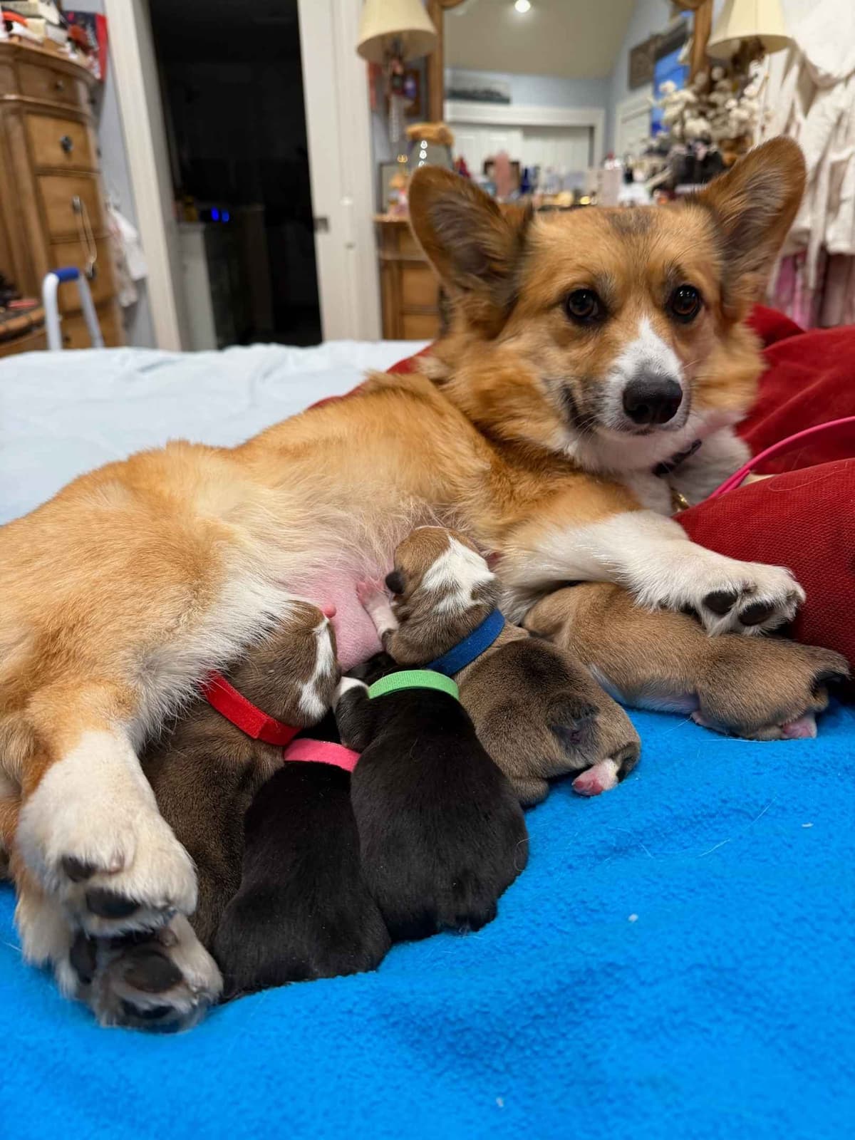 Pembroke Welsh Corgi Puppies breeder image 3