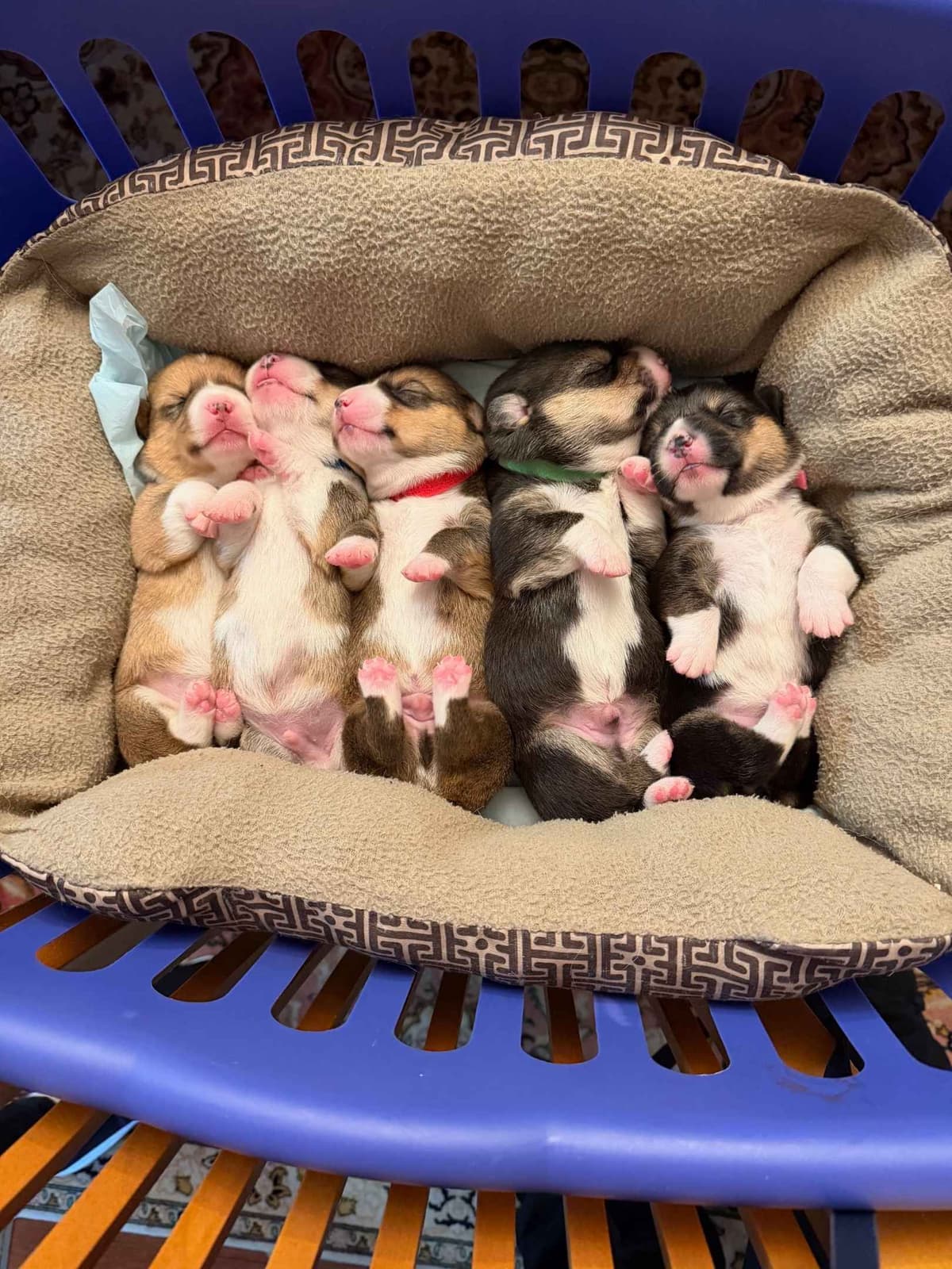 Pembroke Welsh Corgi Puppies breeder image 4
