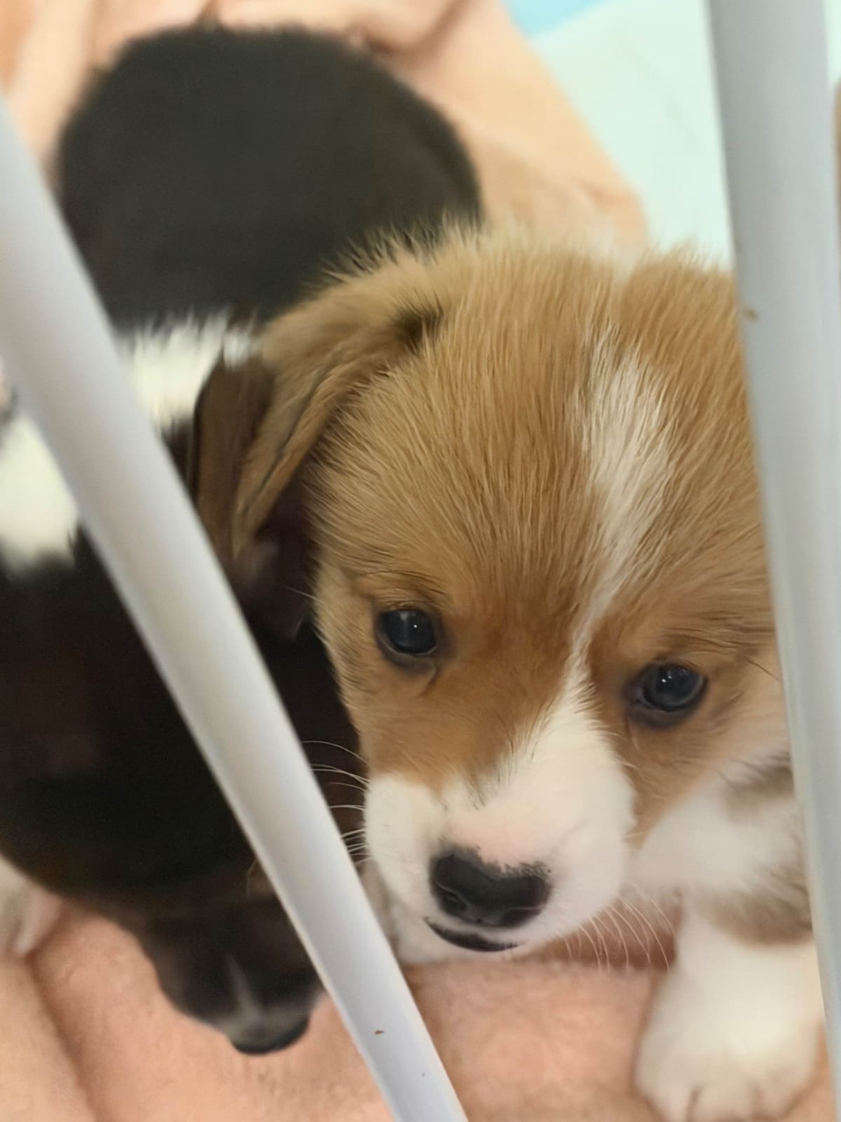 Pembroke Welsh Corgi Puppies breeder image 7