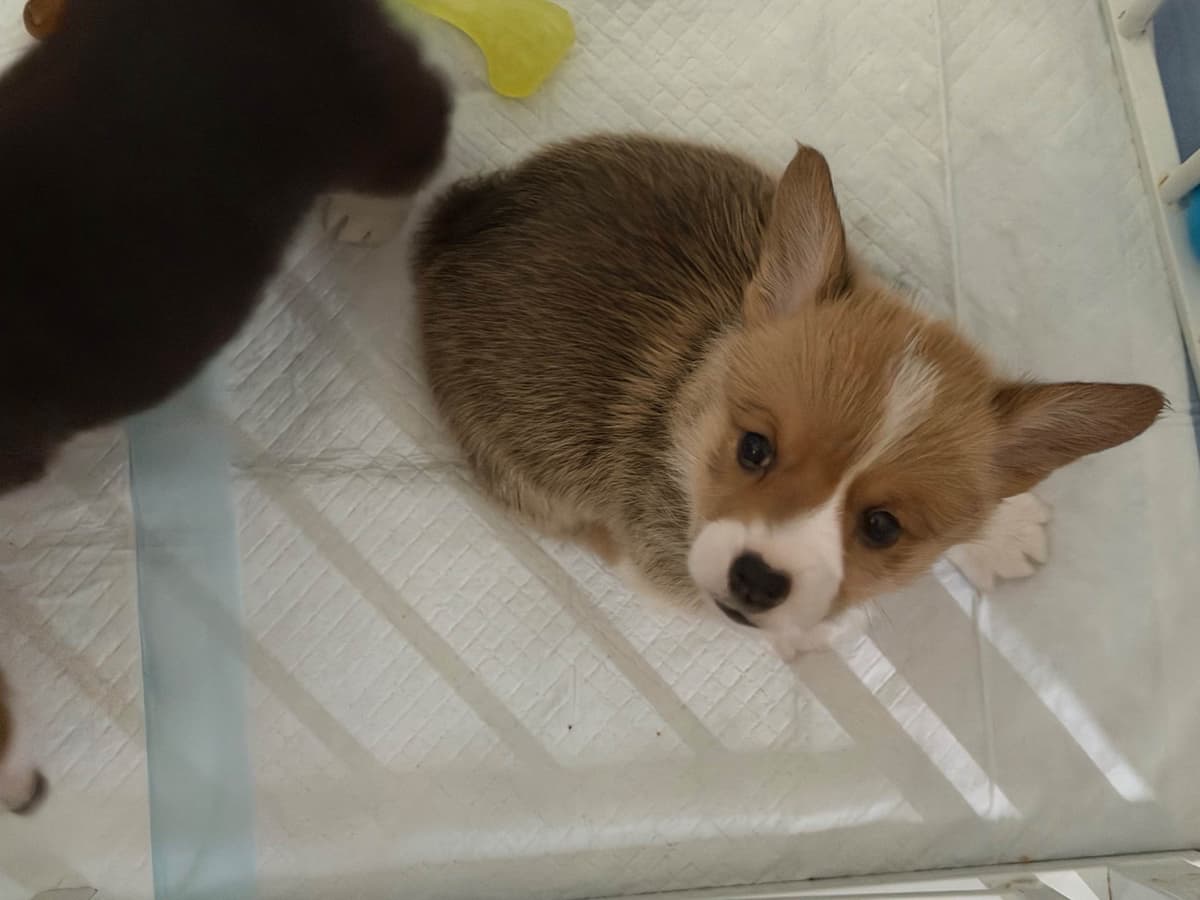 Pembroke Welsh Corgi Puppies breeder image 8