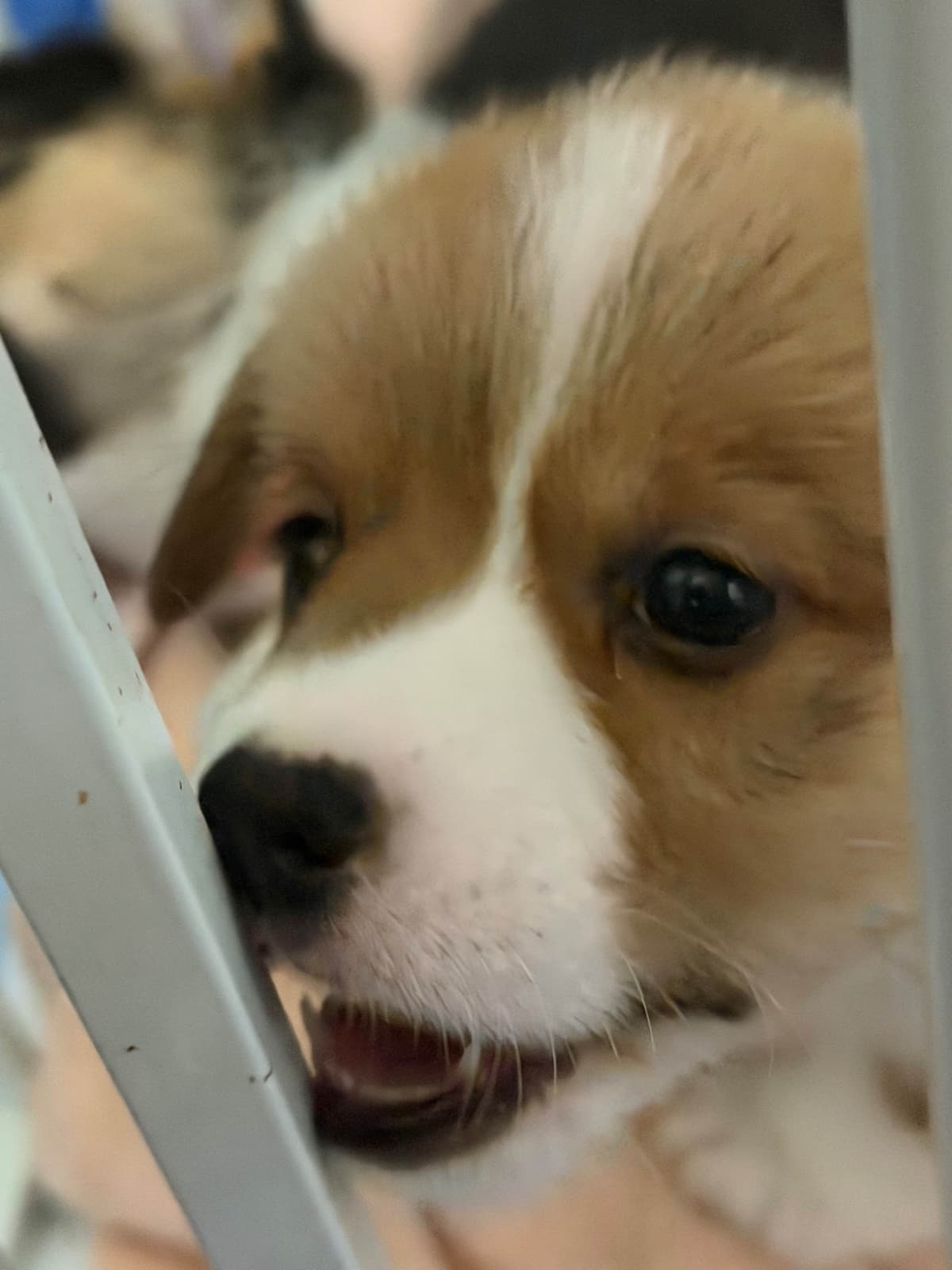Pembroke Welsh Corgi Puppies breeder image 9