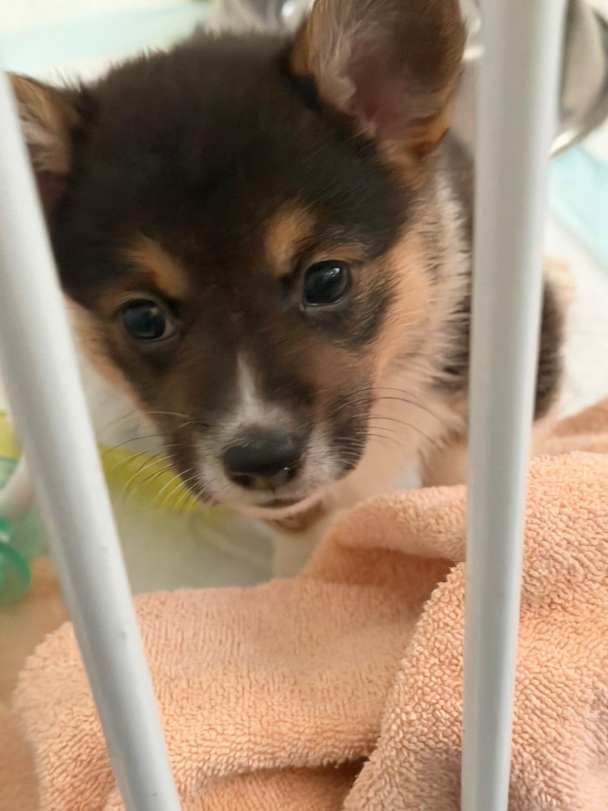 Pembroke Welsh Corgi Puppies breeder image 10