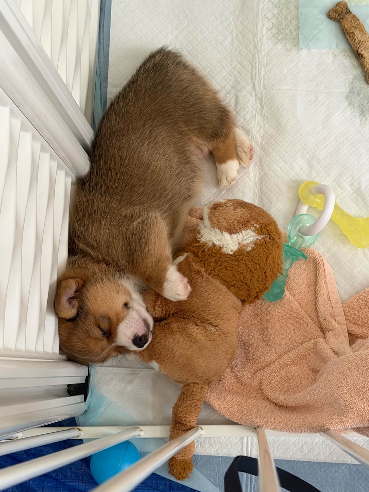 Pembroke Welsh Corgi Puppies breeder image 11