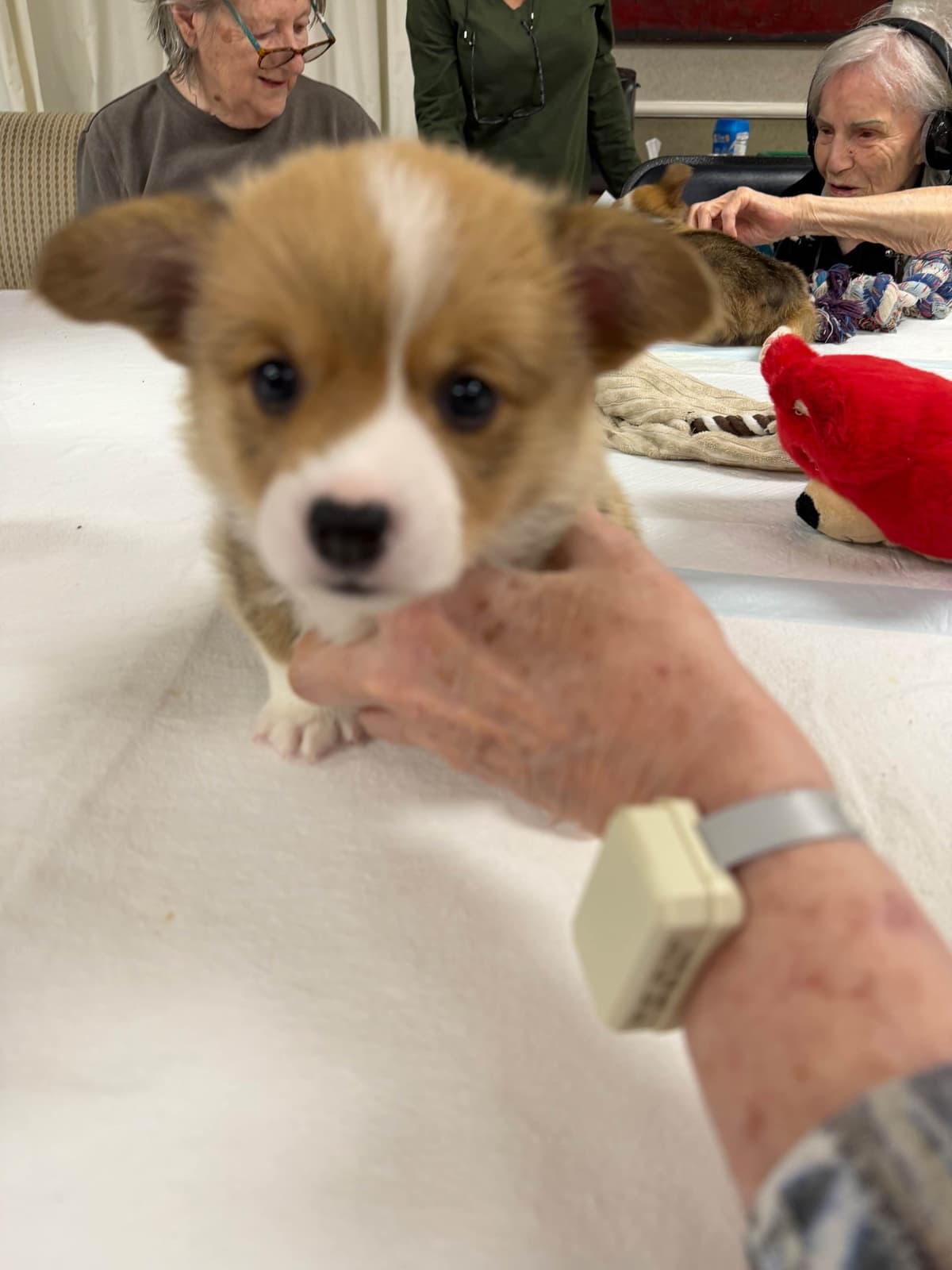 Pembroke Welsh Corgi Puppies breeder image 12