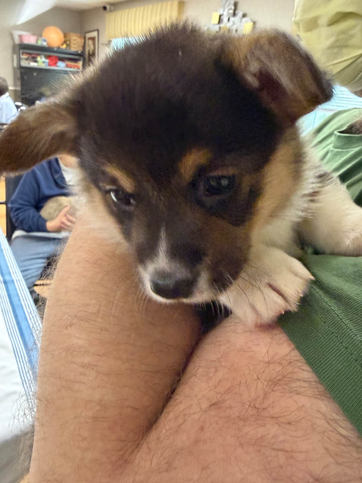 Pembroke Welsh Corgi Puppies breeder image 14