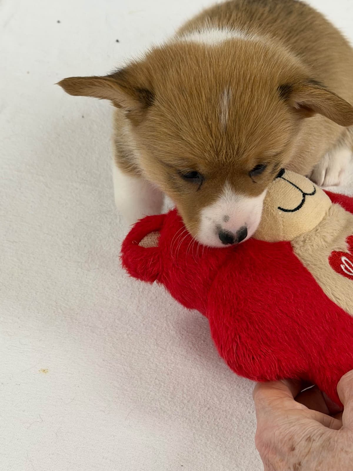 Pembroke Welsh Corgi Puppies breeder image 15