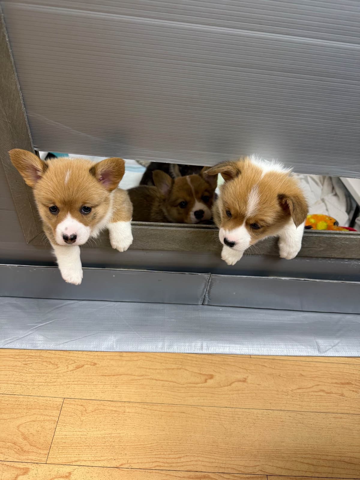 Pembroke Welsh Corgi Puppies breeder image 16