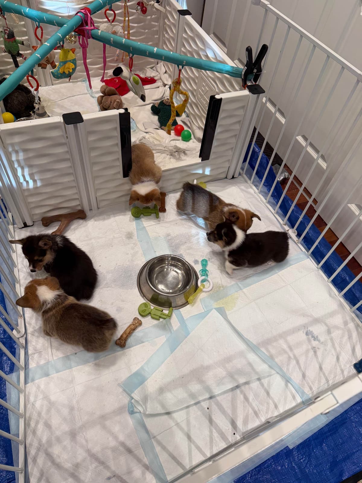 Pembroke Welsh Corgi Puppies breeder image 17