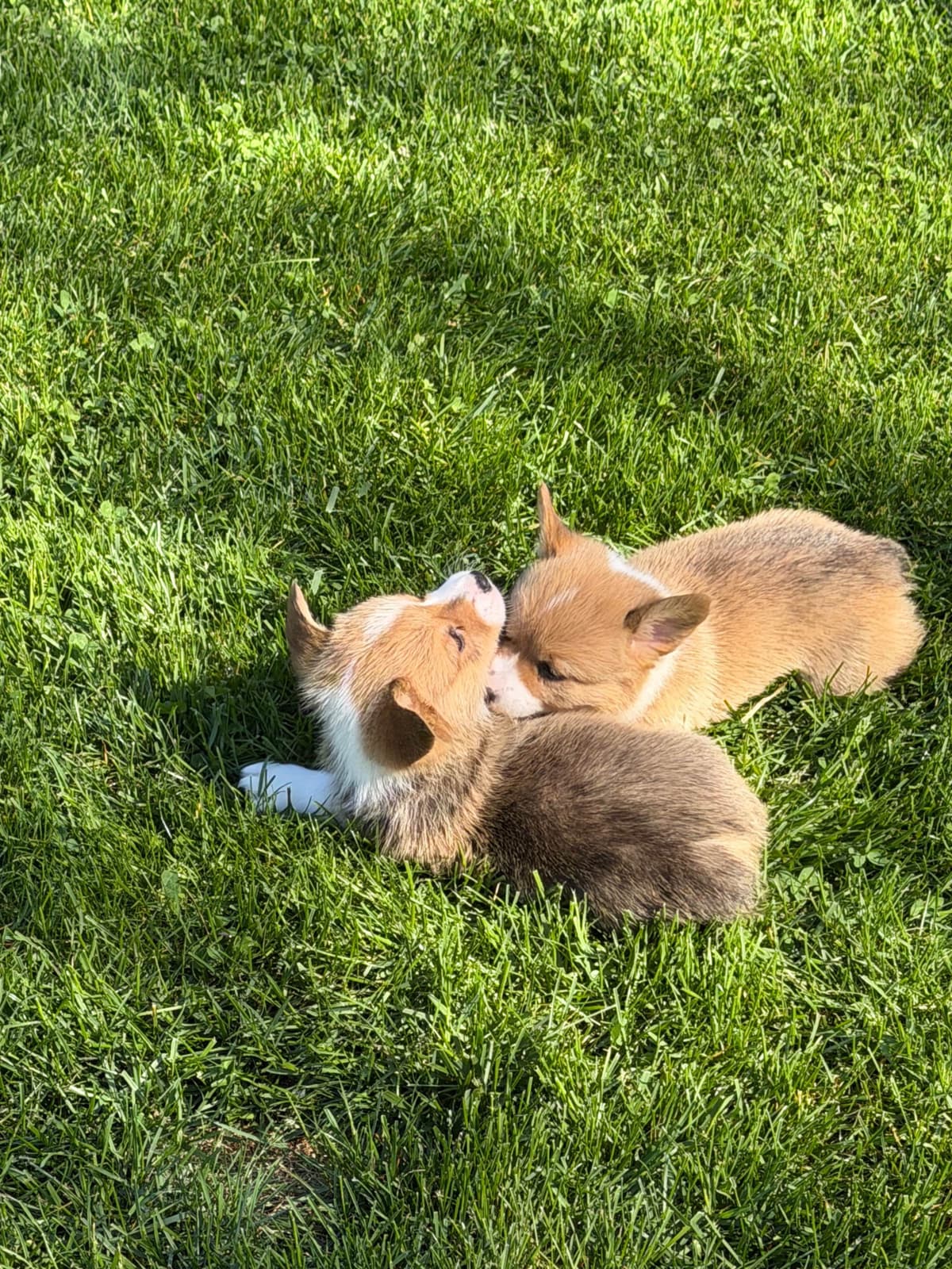 Pembroke Welsh Corgi Puppies breeder image 18
