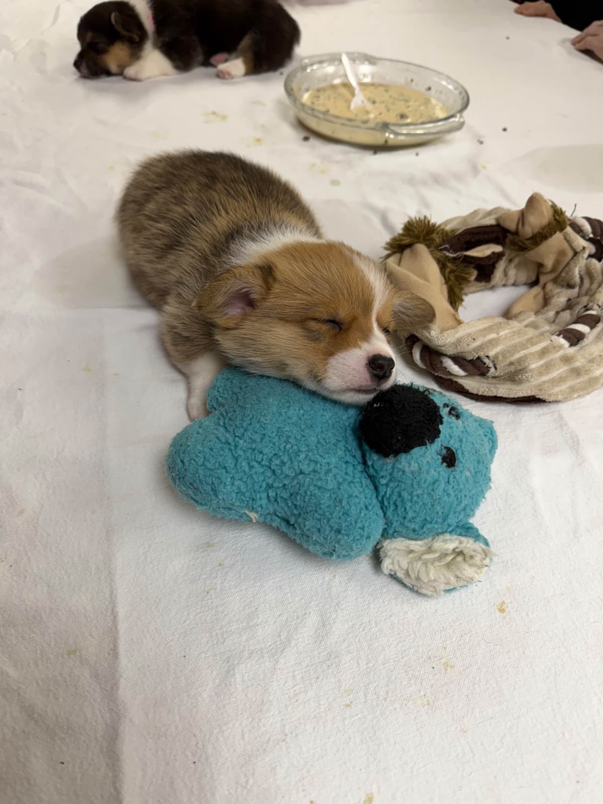Pembroke Welsh Corgi Puppies breeder image 19