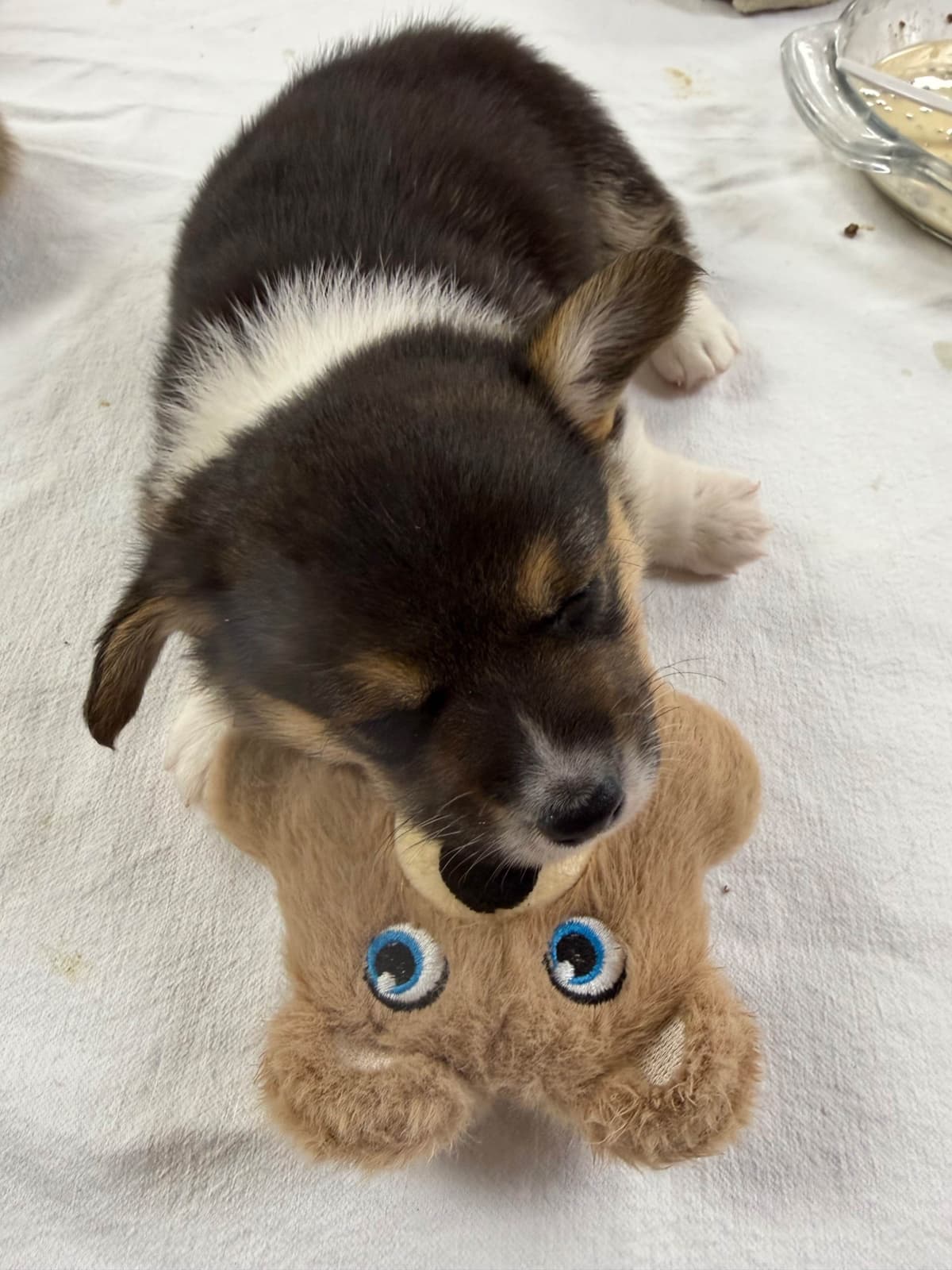Pembroke Welsh Corgi Puppies breeder image 20