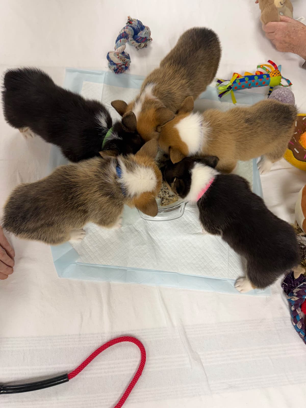 Pembroke Welsh Corgi Puppies breeder image 21