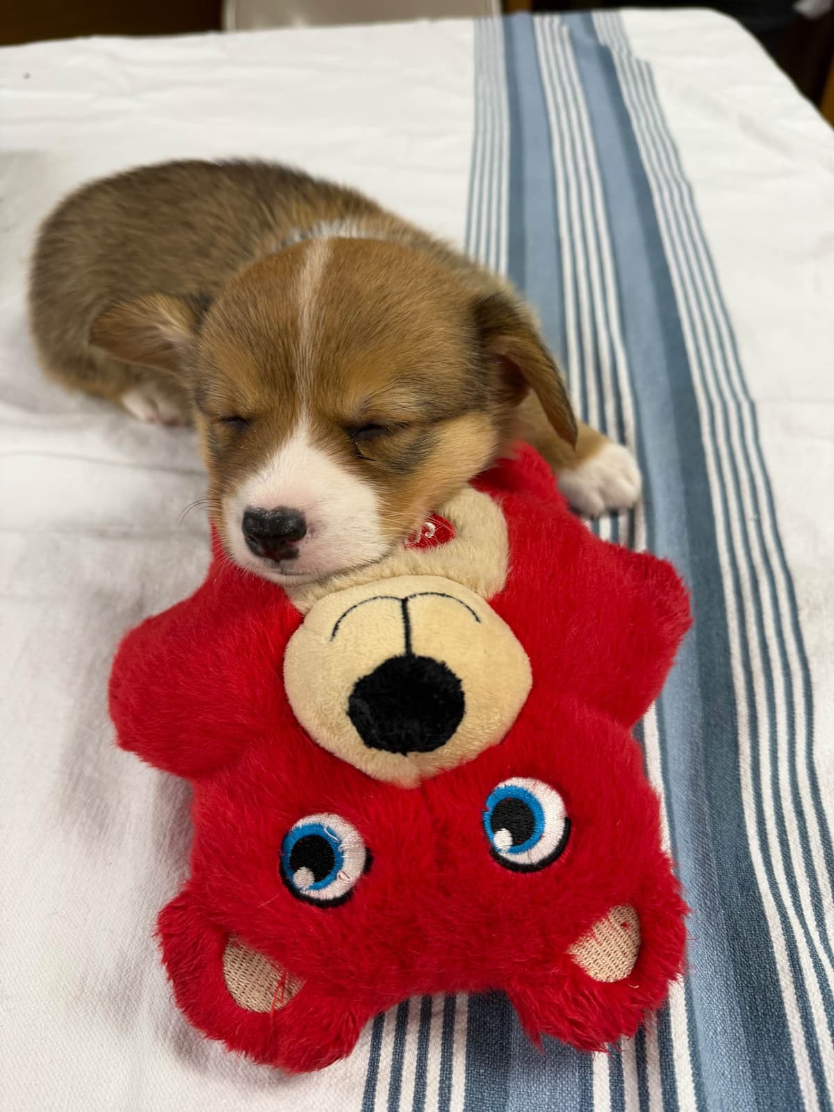 Pembroke Welsh Corgi Puppies breeder image 23