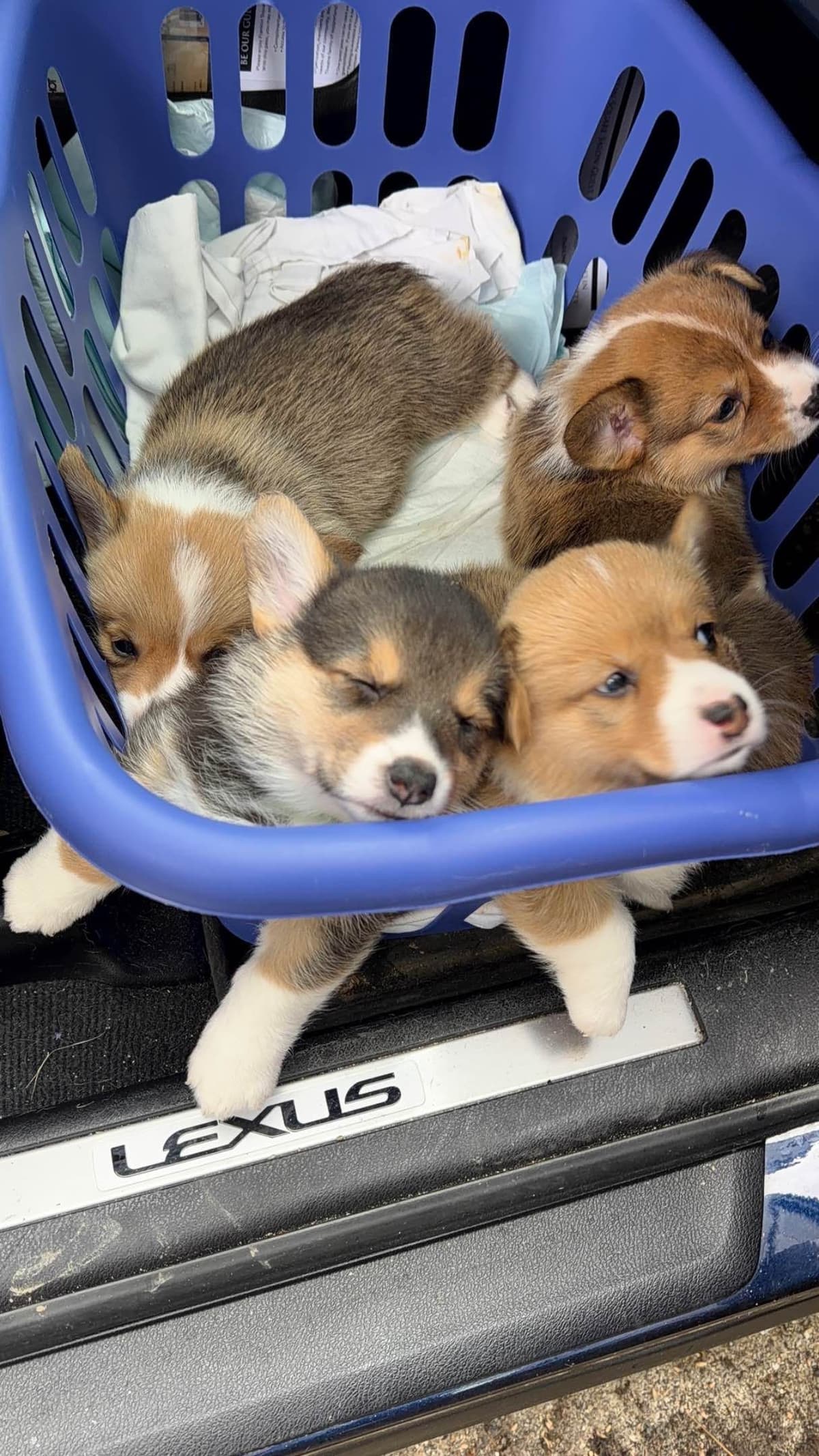 Pembroke Welsh Corgi Puppies breeder image 24