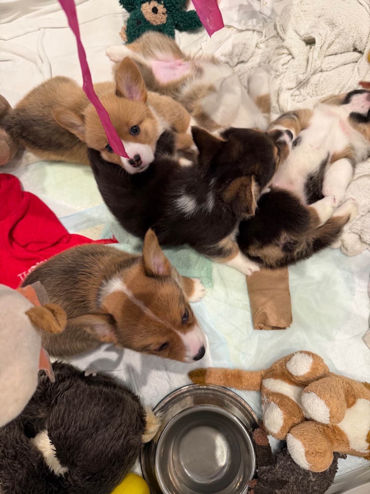Pembroke Welsh Corgi Puppies breeder image 25