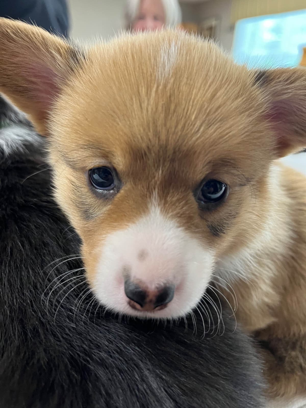 Pembroke Welsh Corgi Puppies breeder image 27