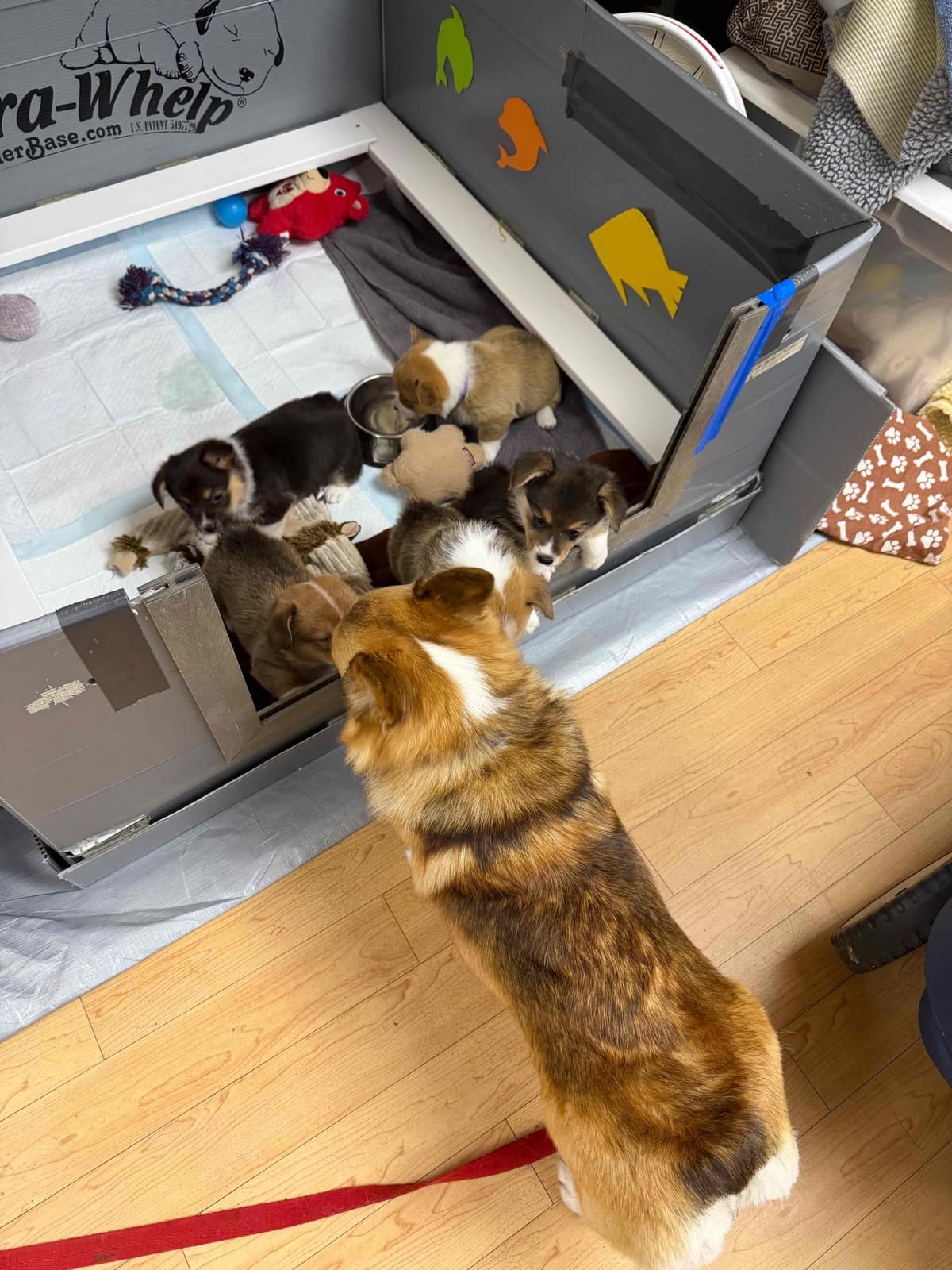Pembroke Welsh Corgi Puppies breeder image 29